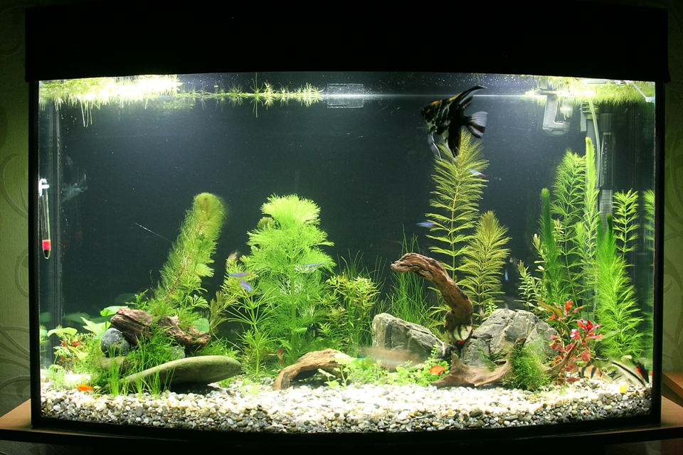 аквариум с чистым задним стеклом