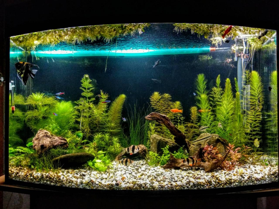 бурые водоросли в аквариуме
