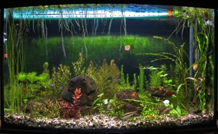зеленые водоросли в аквариуме