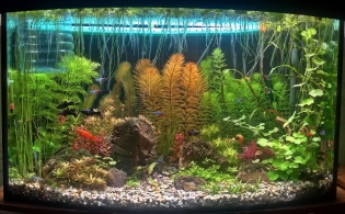 аквариум - проснулись растения